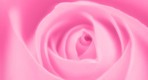 rose bright pink, ll