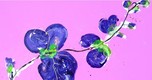 painted flowers blue on pink, ll